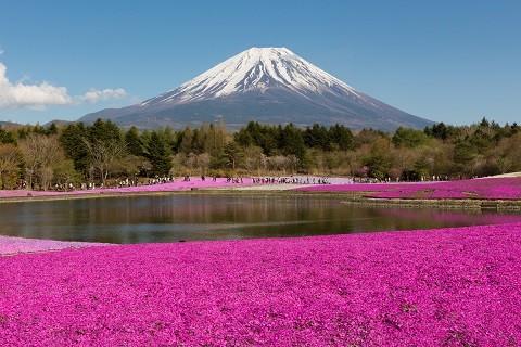 ▲2018年全球赏花攻略。（图／五福旅游、shutterstockｗ提供）