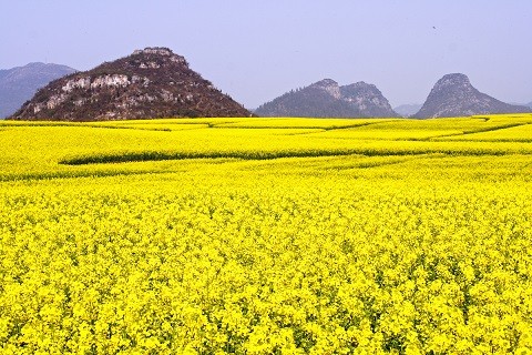 ▲2018年全球赏花攻略。（图／五福旅游、shutterstockｗ提供）