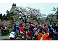 阿里山花季开跑　吉野樱“樱王”花开6成