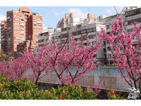 花束正值“爆炸期”！市区里最美的赏樱步道