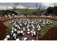 好可爱！猫熊快闪黑白旋风席卷剥皮寮、花博园区