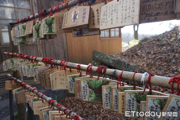 ▲轻井泽秋冬必去5景点　绕行850年“信浓树”可求恋爱运。（图／记者严云岑摄）