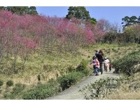 粉红海！杨梅秀才步道粉红樱花开满山