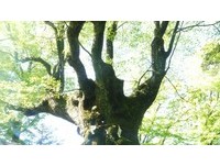 轻井泽秋冬必去5景点　绕行850年“信浓树”可求恋爱运