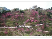 粉色光芒点缀山头！樱花森林迷人如秘境一般