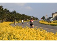 樱花、油菜花陪跑！济州国际马拉松下月登场