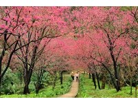 春节最美赏樱景点　暨南大学上千株花树变成粉红海