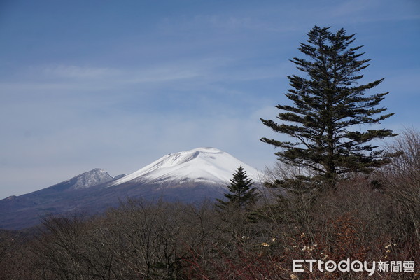 ▲轻井泽秋冬必去5景点　绕行850年“信浓树”可求恋爱运。（图／记者严云岑摄）
