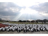 直击！1600只纸猫熊抵达台湾　快闪现身北市各大景点
