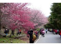 “粉红色爆炸”武陵樱花季登场