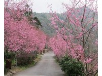 超浪漫粉红海！北横、拉拉山樱花隧道迎宾