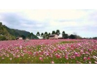 宜兰大同乡千株樱花、3公顷波斯菊花海　周末绽放