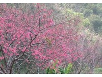 屏东红樱绽放　雾台乡、三地门染上点点粉红