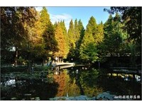 在落羽松林的欧洲湖畔美景中用餐　有欧洲般的画面