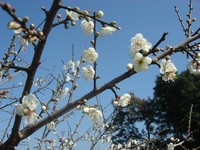 梅花怒放！嘉义梅山公园雪白如人间仙境
