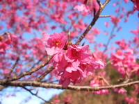 奥万大“换新妆”　枫红落、樱花缤纷开