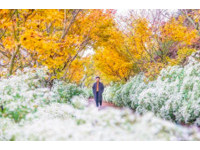 冬季偶像剧场景来这拍！台中白雪木、黄金枫双色浪漫