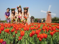 花仙子爆乳代言　台中郁金香花季热闹登场