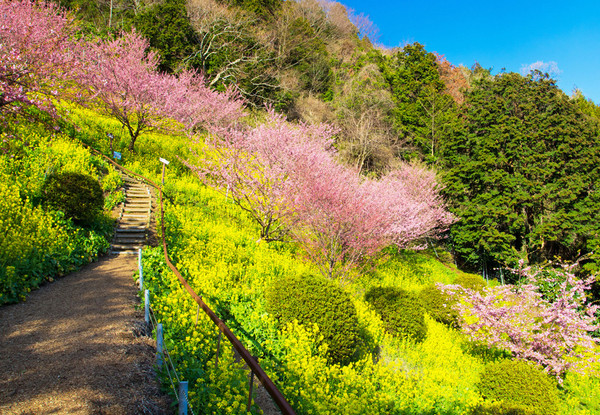 ▲游伊豆赏日本最早樱花。(图/凤凰旅游提供)