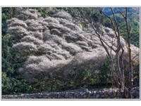 花香、花海围绕　南投令人陶醉的梅花“白雪”
