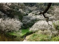 秘境！柳家梅园后山花开　整片白色像降大雪