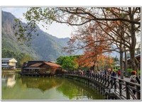 车埕小镇“枫”景迷人　漫游之余找寻历史轨迹