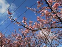 樱花开始绽放　阳明山花季1月29日展开