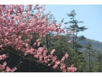 武陵农场樱花季2/12绽放　台北宜兰梨山每日限量进入