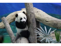 配合假日免费猫熊专车　府前停车场享六小时免费