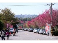 平地也能赏樱！台中新社2万株樱花将陆续绽放