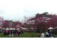 体验日本赏樱氛围！暨大赏樱茶会2月浪漫登场