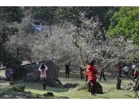 石门水库枫、梅接力绽放　枫红梅白交织迷人