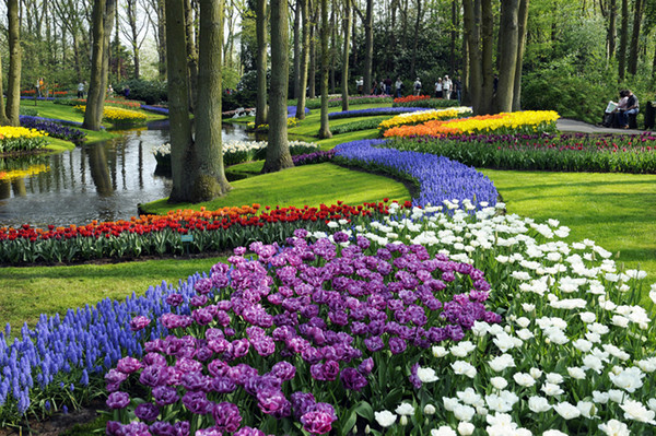 ▲荷兰郁金香花海。(图/凤凰旅游提供)