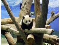 超萌圆仔出场　游客6日起隔4公分玻璃互动