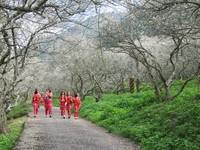 不塞车也赏得到梅花绝景　2千棵梅树南投雾社满山绽放