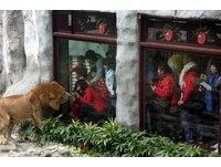 与动物近距离面对面　寿山动物园增天空步道、大猫廊道