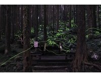 阿里山冬天仍可赏萤　萤火虫拖曳光轨犹如流星