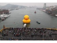 快讯／黄色小鸭游进基隆海洋广场　风太强一度撞到护栏