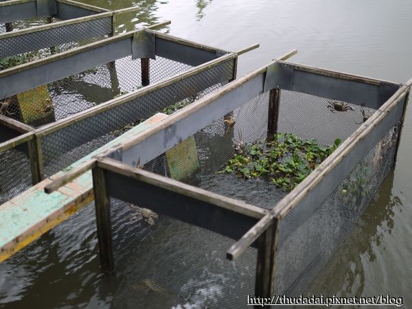 新北市 金石门大闸蟹。（图／三高Sir提供）