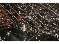 枫红落、梅花开　武陵农场初露冬日生命风华