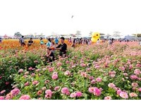 40多公顷五颜六色眼前开展　桥头花海好美