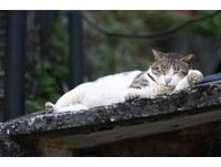 猴硐猫镇重拉皮保留纯朴露新意　小居民：喵喵喵