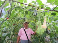 塑胶制的飞碟挂枝条上　屏东果农种出百种“玩具南瓜”