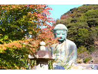 距离东京60分车程　镰仓大佛前枫叶红了