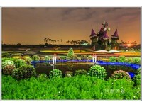 感受花的魅力与感动　台中新社花海节超吸睛