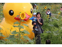 嘉义市花海节　真假黄色小鸭相见欢