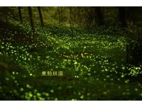 非夏夜专属　东势林场秋冬之际仍见“萤”光闪闪