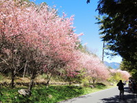 武陵樱花季套房秒杀　最快1周后有空房　木屋12月开卖