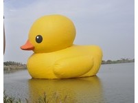 最后展出又漏气......桃园小鸭的一生充满皱褶