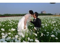 花田喜事　桥头42公顷缤纷花海迎宾
